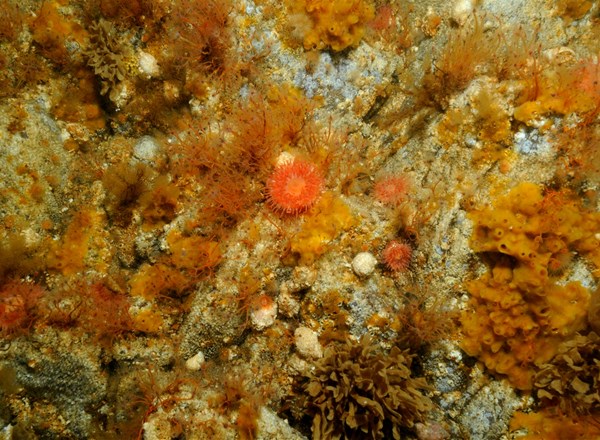 2007, Marine Ecological Surveys Limited, Recoverability of Sabellaria Spinulosa Following Aggregate Extraction, Aggregate Levy Sustainability Fund